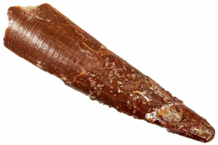 Fossil Pterosaur (Siroccopteryx) Tooth - Morocco #246023